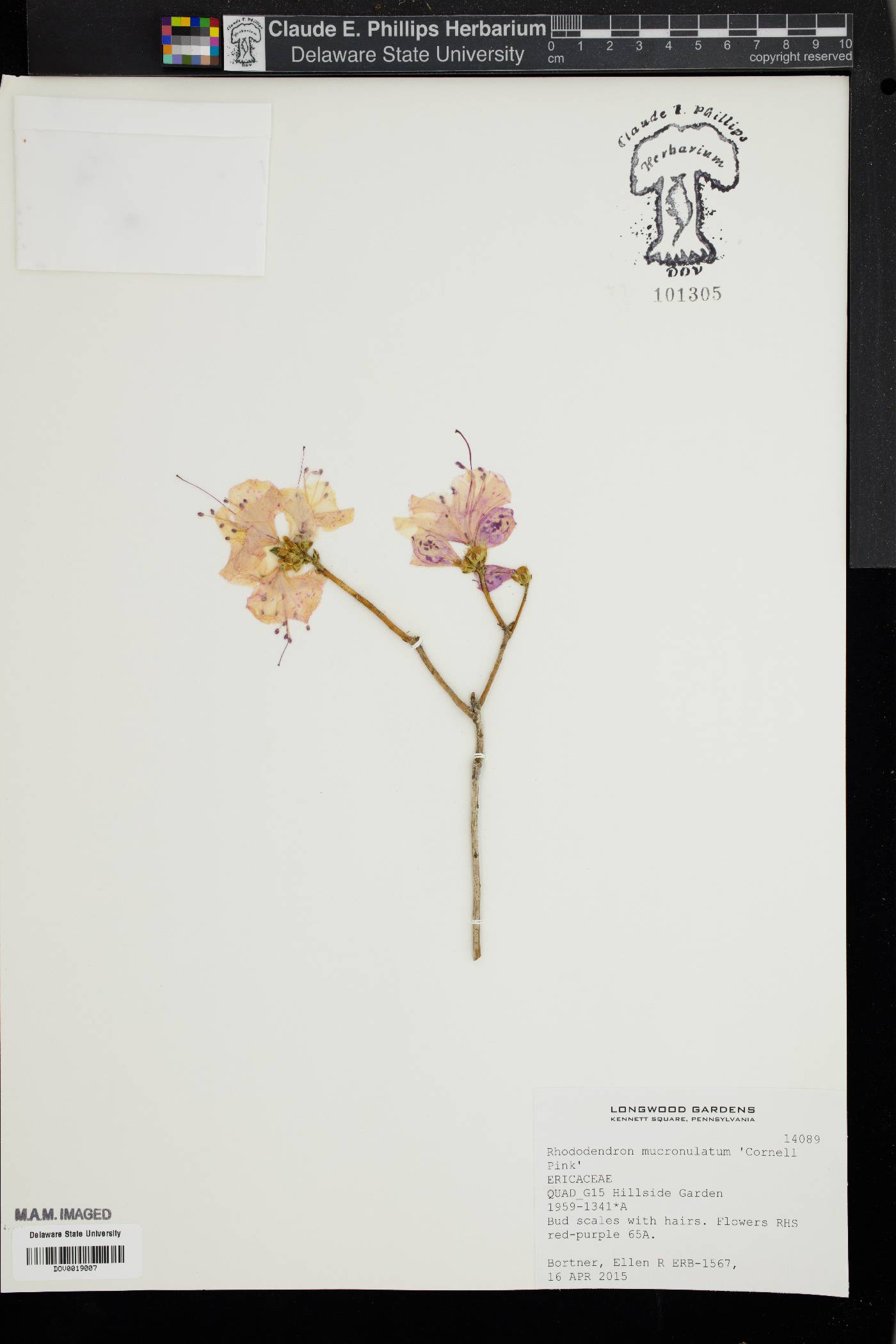 Rhododendron mucronulatum image