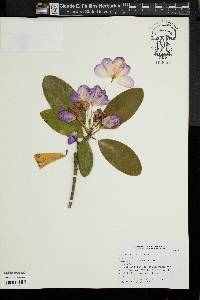 Image of Rhododendron ponticum