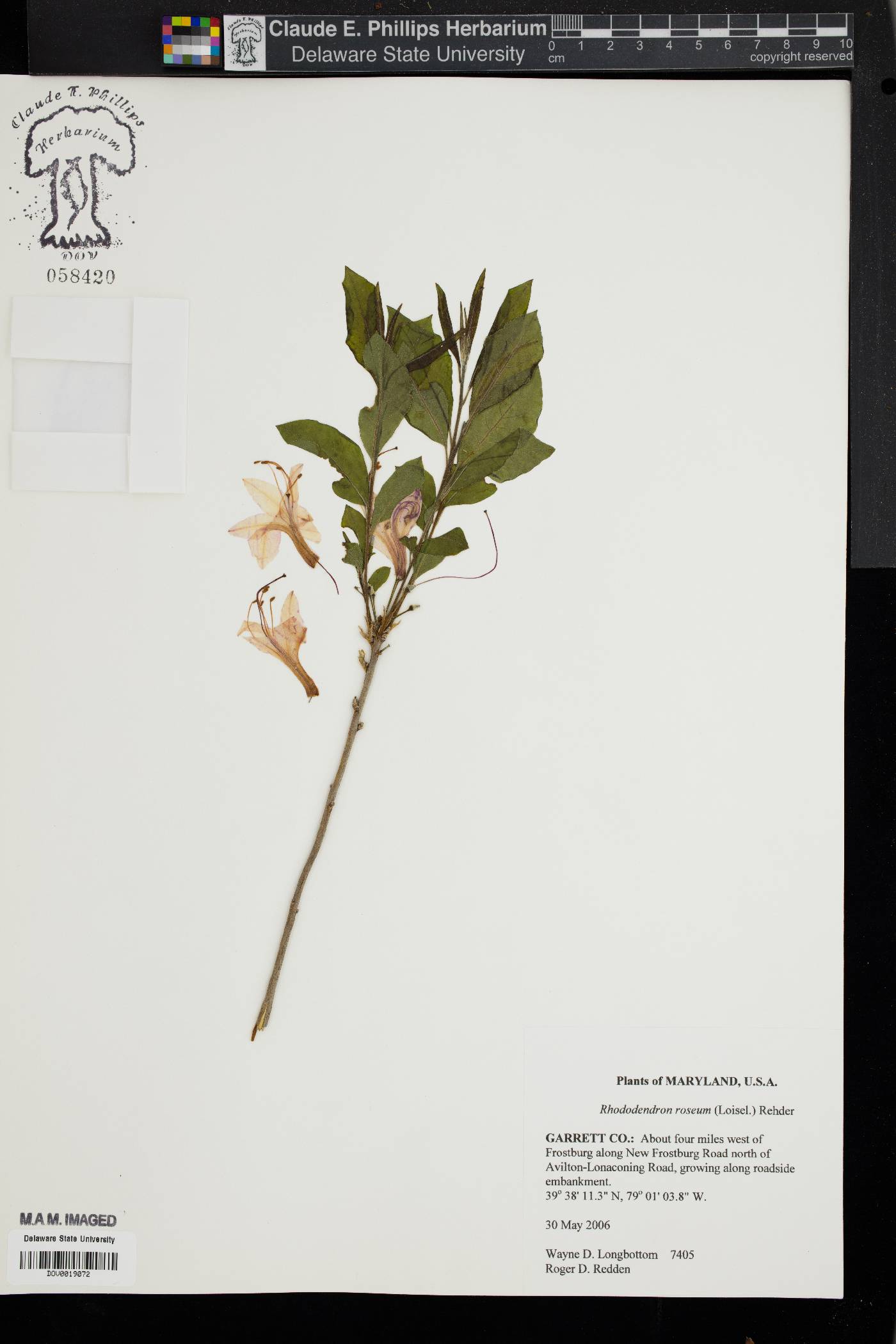 Rhododendron roseum image