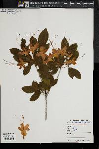 Rhododendron prunifolium image