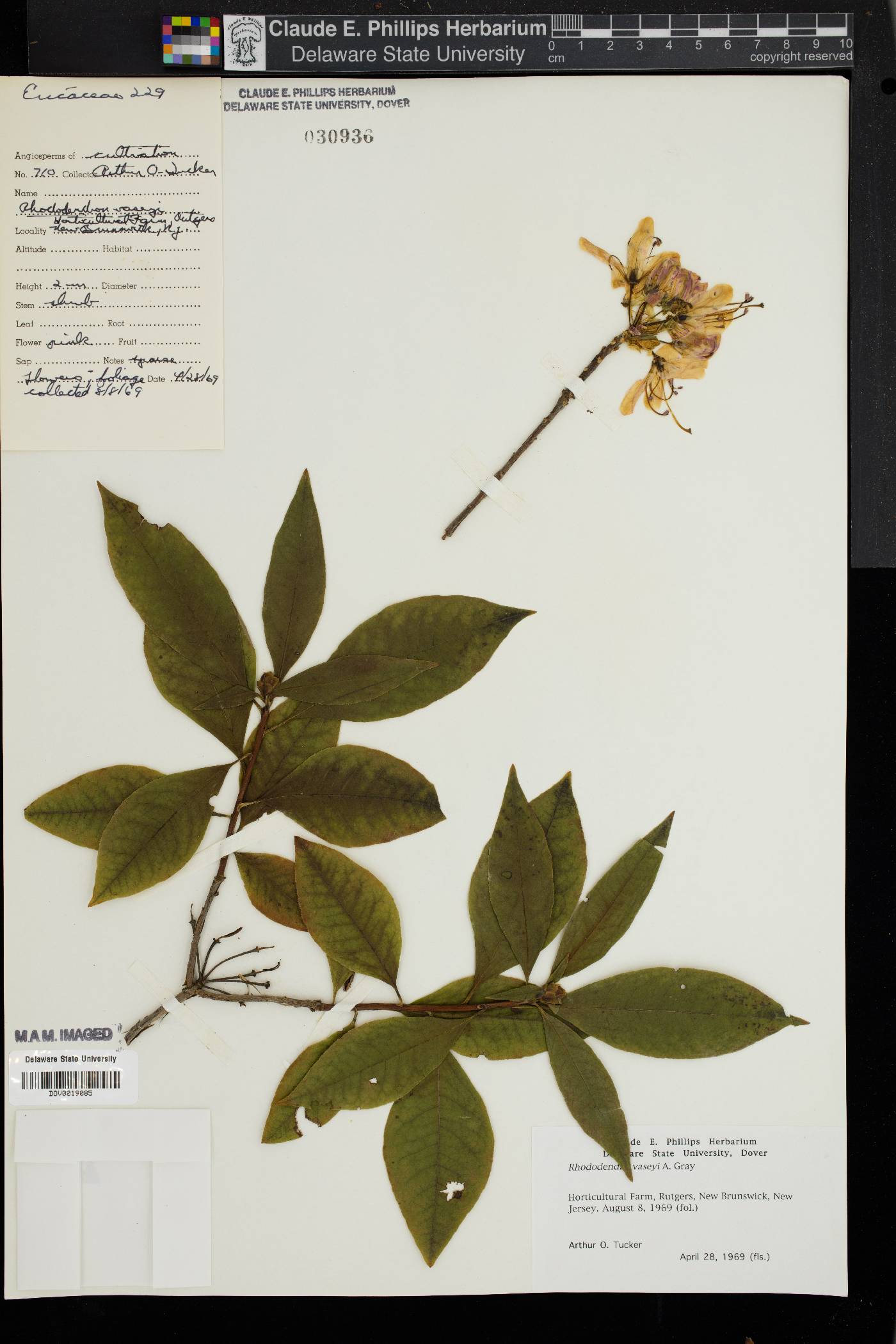 Rhododendron vaseyi image