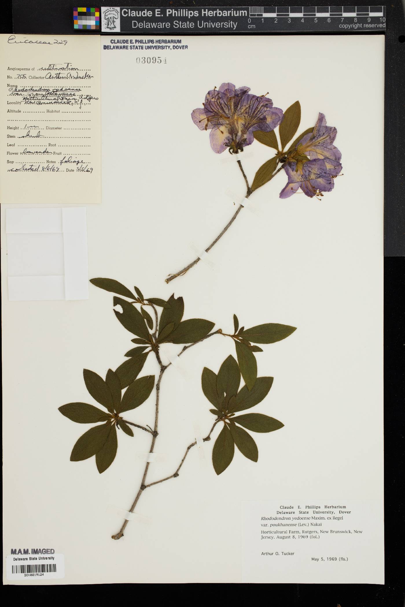 Rhododendron yedoense image