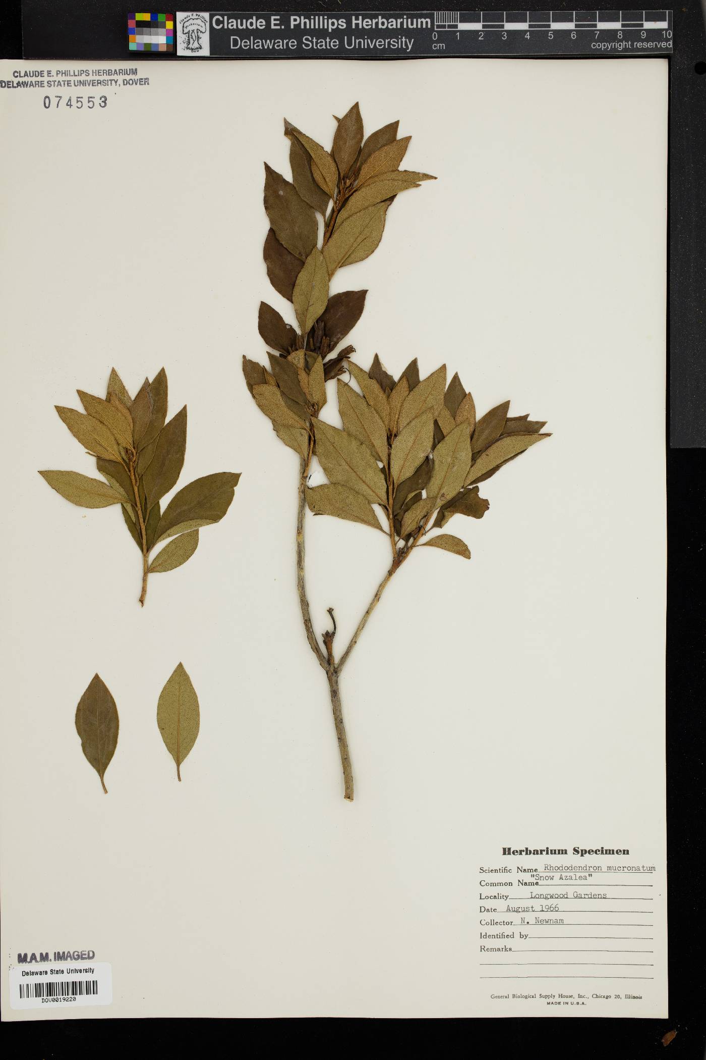 Rhododendron mucronatum image