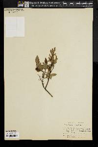 Vaccinium angustifolium image