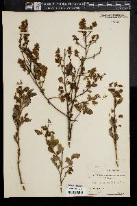 Vaccinium vacillans image