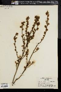 Vaccinium vacillans image