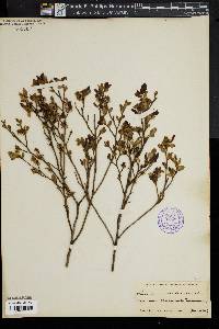 Vaccinium vacillans image