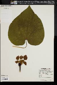 Aleurites fordii image