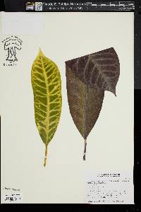 Codiaeum variegatum image