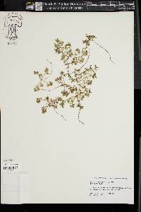 Image of Euphorbia bombensis