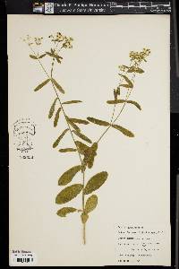 Image of Euphorbia apocynifolia