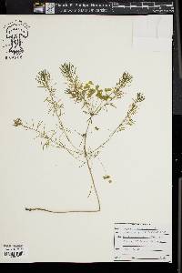 Euphorbia cyparissias image