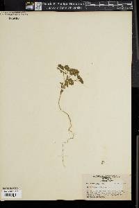 Image of Euphorbia falcata
