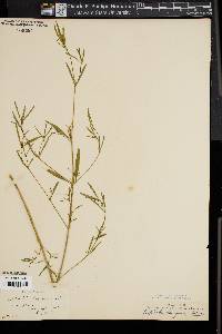Image of Euphorbia helioscopia