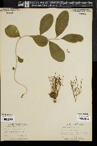Image of Euphorbia ipecacuanhae