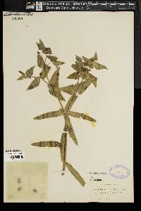 Euphorbia ipecacuanhae image