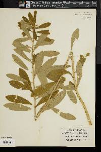 Image of Euphorbia darlingtonii