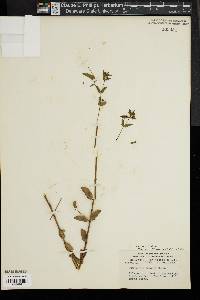 Image of Euphorbia preslii
