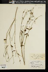 Image of Euphorbia marilandica