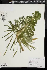 Image of Euphorbia characias