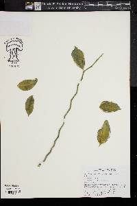Image of Euphorbia tithymaloides