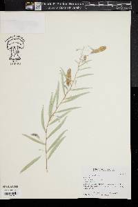 Image of Acacia pendula