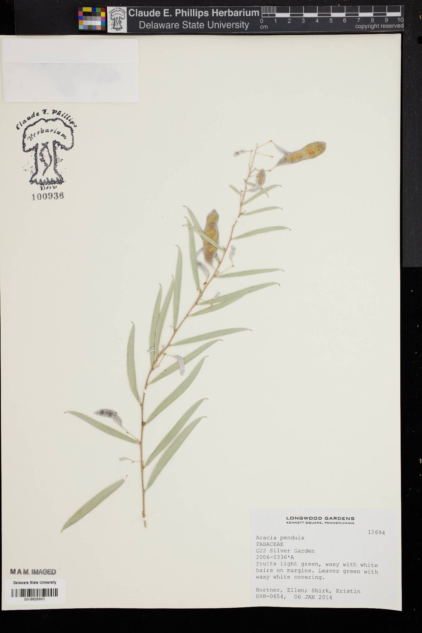 Acacia pendula image