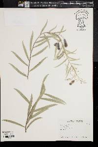 Acacia pendula image