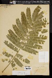 Albizia julibrissin image