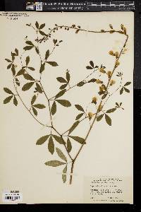 Baptisia alba image