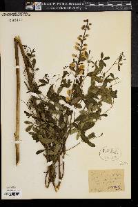 Baptisia alba image