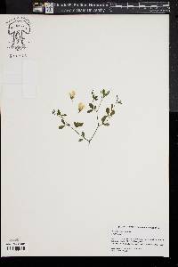 Image of Baptisia albescens