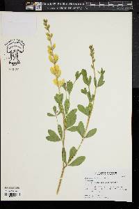 Baptisia sphaerocarpa image