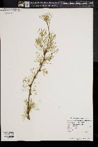 Caragana arborescens image