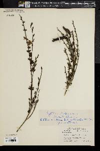 Cytisus scoparius image