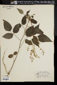 Desmodium bracteosum image