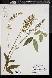 Desmodium canadense image