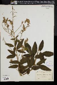 Desmodium canadense image