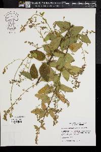 Desmodium canescens image