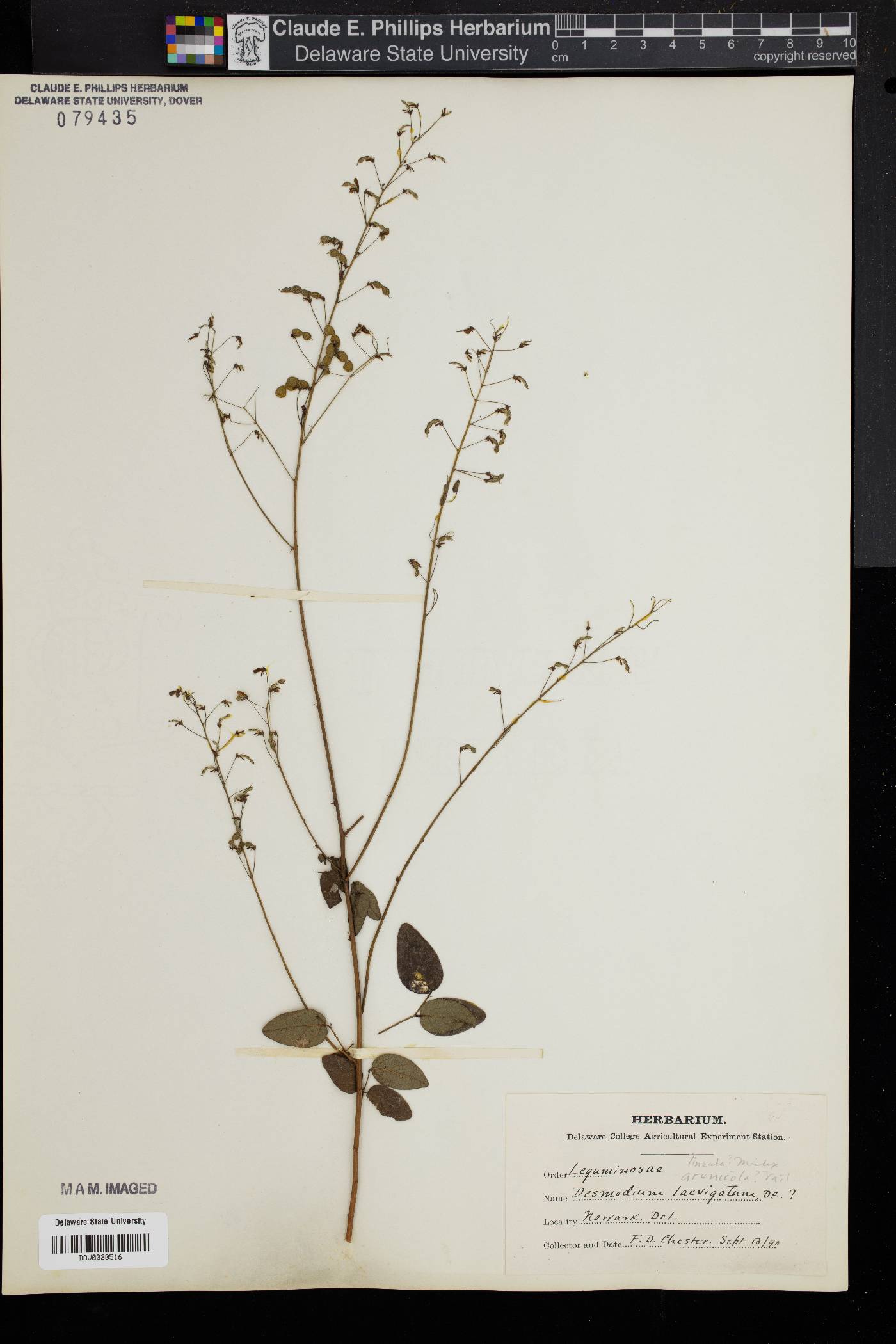 Desmodium laevigatum image