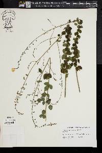 Desmodium ciliare image