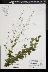 Desmodium ciliare image