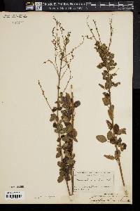 Desmodium ciliare image