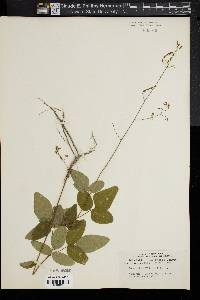 Desmodium dillenii image