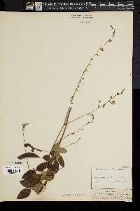 Desmodium dillenii image