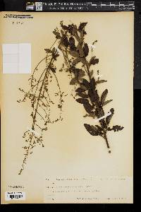 Desmodium dillenii image