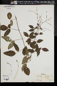 Desmodium glabellum image