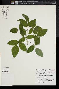 Desmodium glabellum image