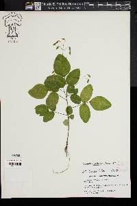 Desmodium glabellum image