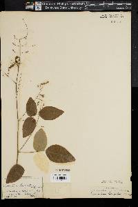 Desmodium laevigatum image